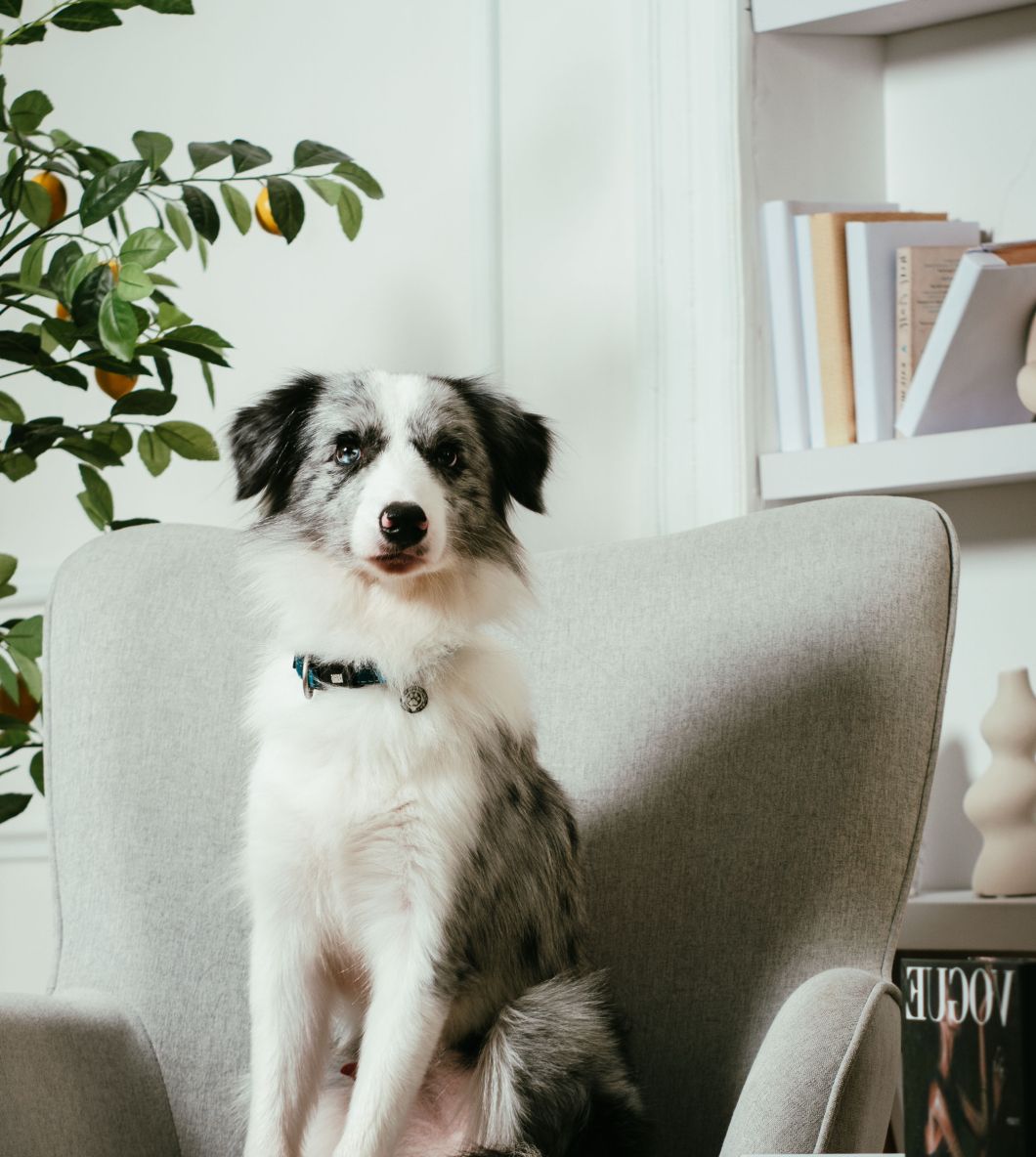 Harlan Dog Training