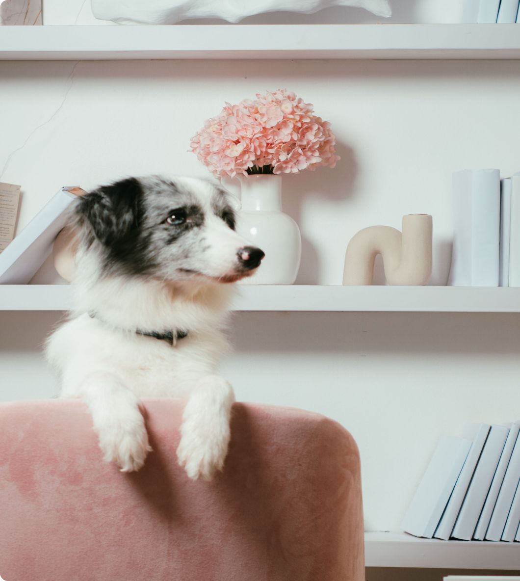 Harlan Dog Training