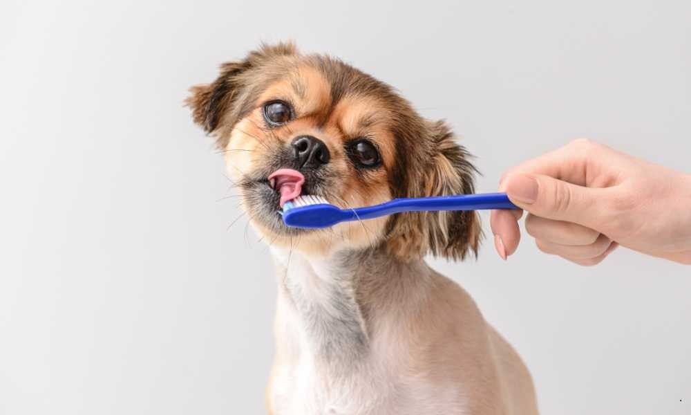 2 Rekomendasi Tempat Jual Anak Anjing yang Terpercaya dan Profesional di Indonesia