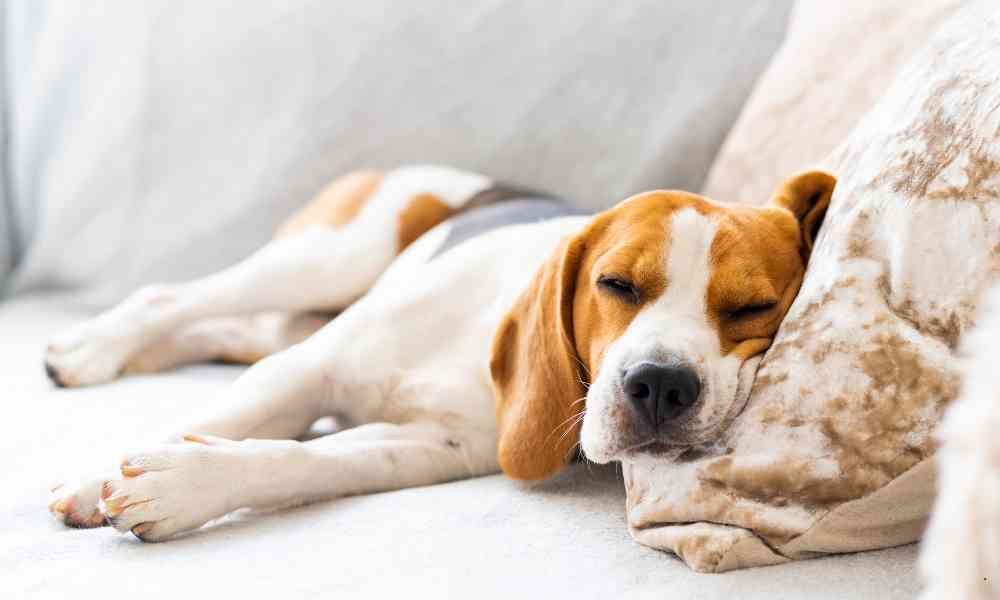 Alasan Ilmiah Kenapa Perilaku Anjing Suka Garuk Kasur Sebelum Tidur