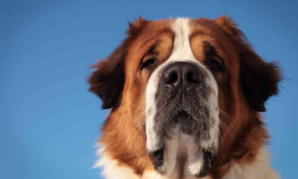 Apakah Anjing yang Sudah Besar Masih Bisa Dilatih dengan Efektif?