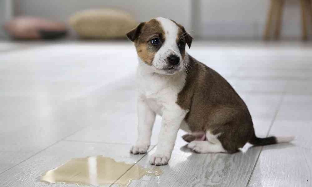 Cara Melatih Anjing Buang Air (Dog Toilet Training)