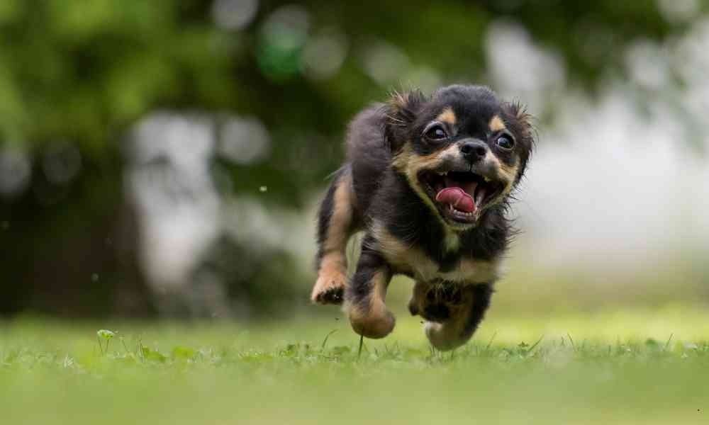 Cara Melatih Anjing Supaya Tidak Kabur: Panduan Lengkap untuk Pemilik Anjing Baru