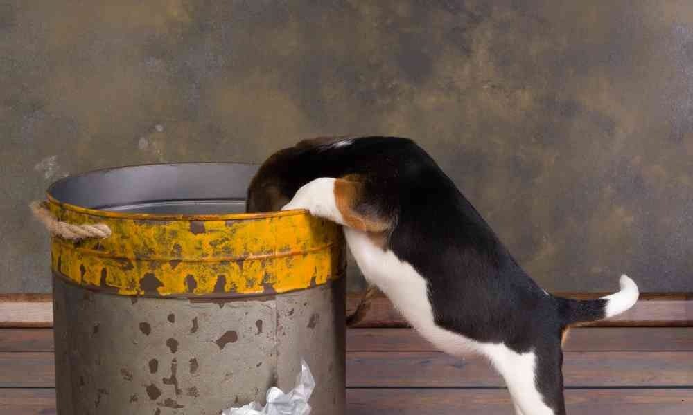 Cara Mengajari Anjing agar Tidak Mengubek-Ubek Tempat Sampah