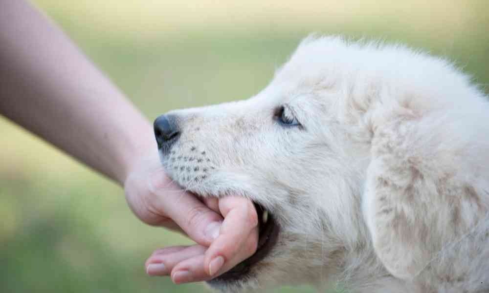 Cara Menghentikan Kebiasaan Anjing yang Suka Menggigit
