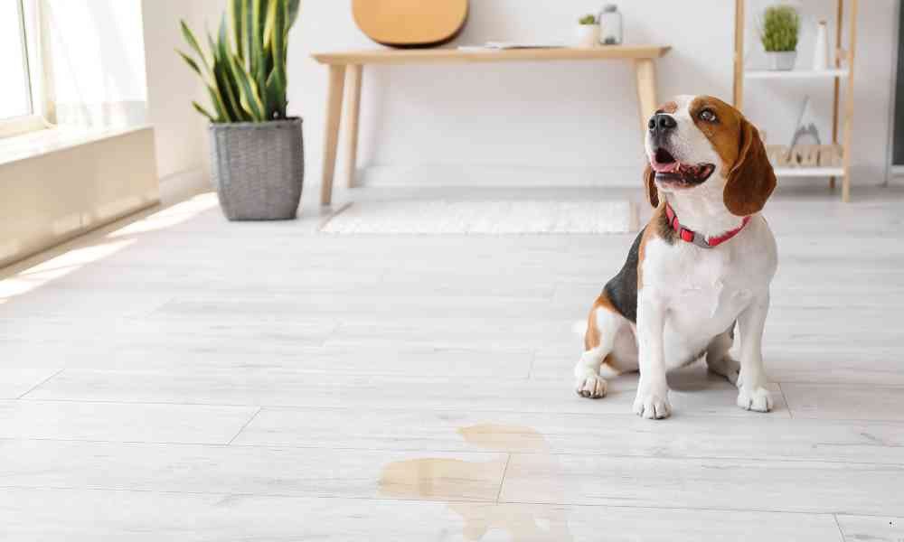 Cara Mudah dan Efektif Melatih Anjing Agar Tidak Kencing Sembarangan