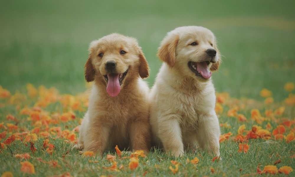 Cari Informasi Dog Trainer Terbaik Dekat Puri Indah, Puri Kembangan, Permata Buana, Apartemen Aerium, Puri Botanical, Puri Mansion, Taman Kebon Jeruk Intercon, dan Sekitarnya