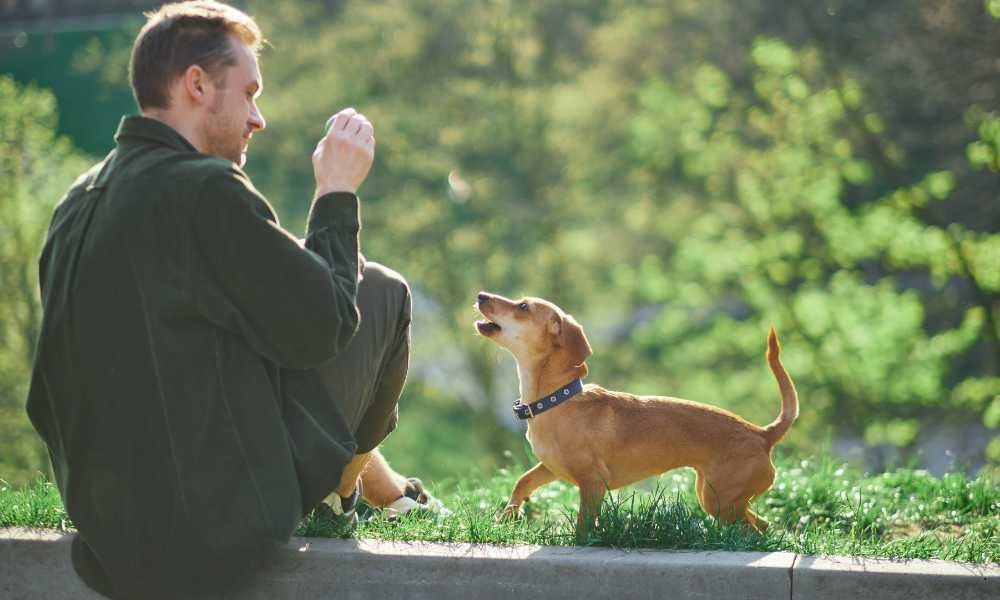 Dog Trainer Favorit dan Populer Dekat Kawasan Kelapa Gading, Sunter, dan Sekitarnya