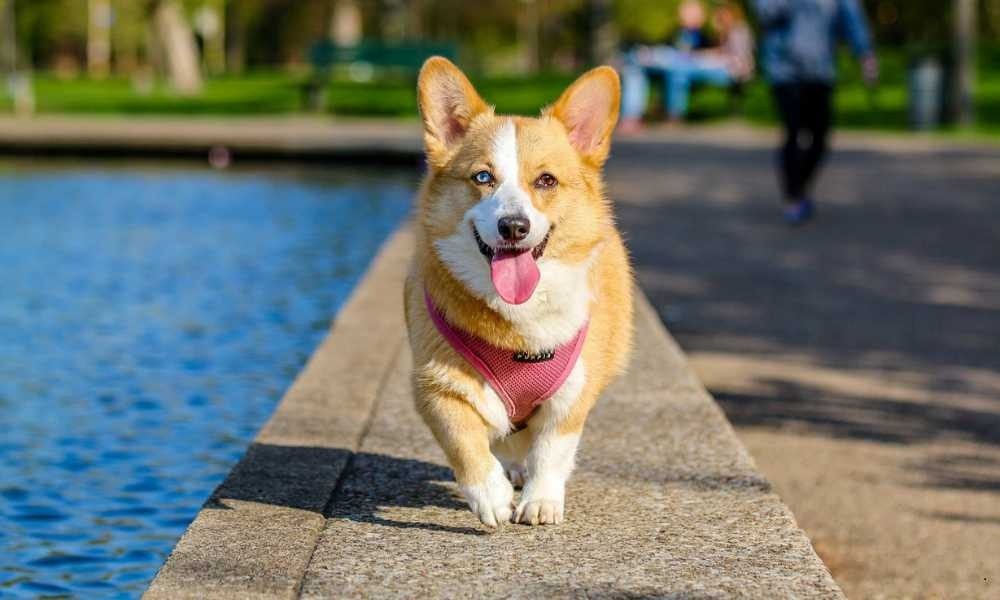 Dog Trainer Terbaik Langganan Penghuni Warga Terdekat Kemang, Bangka, Prapanca, Dharmawangsa, Brawijaya, Pejaten, Antasari, Cipete, dan Sekitarnya