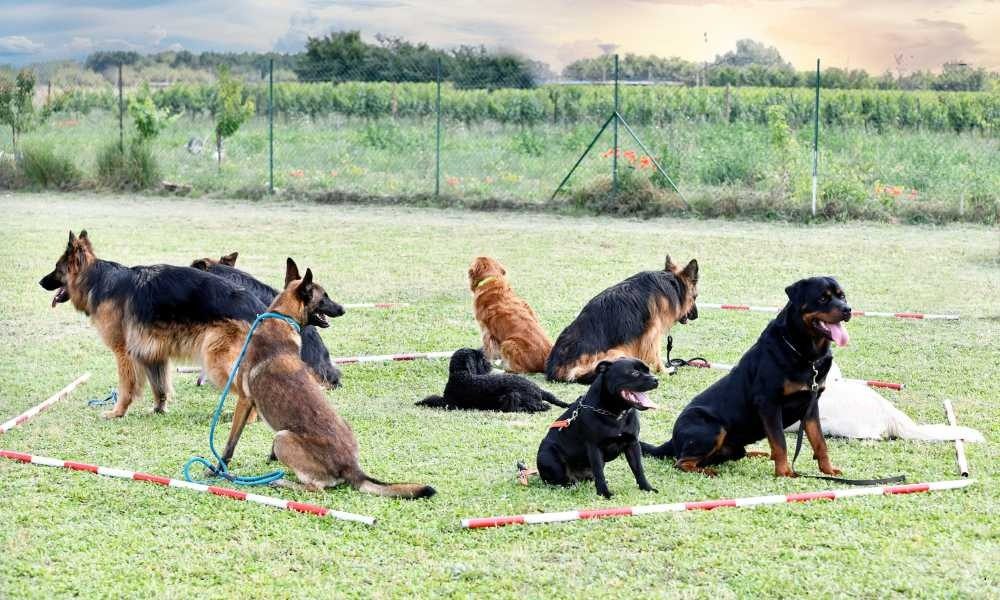 Hire Your Most Favorite Indonesian Dog Trainer in Jakarta, Indonesia