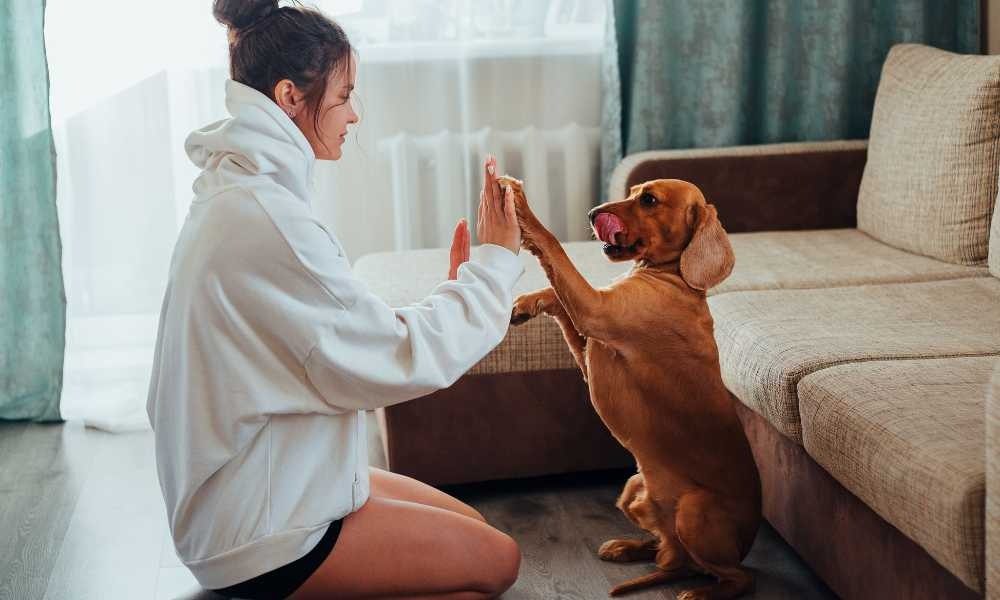Informasi Lengkap Dog Trainer Terdekat Menteng, Cikini, Kebon Kacang, Bundaran HI, dan Sekitarnya