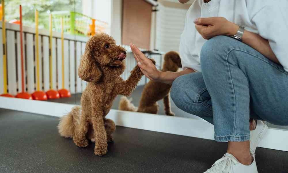 Jasa Dog Trainer untuk Anak Anjing Area Pantai Indah Kapuk (PIK) dan Sekitarnya