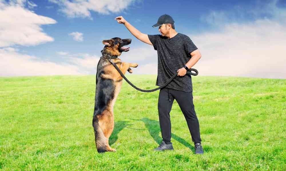 Jasa Tempat Pelatihan (Dog Trainer) Anak Anjing Jakarta Selatan