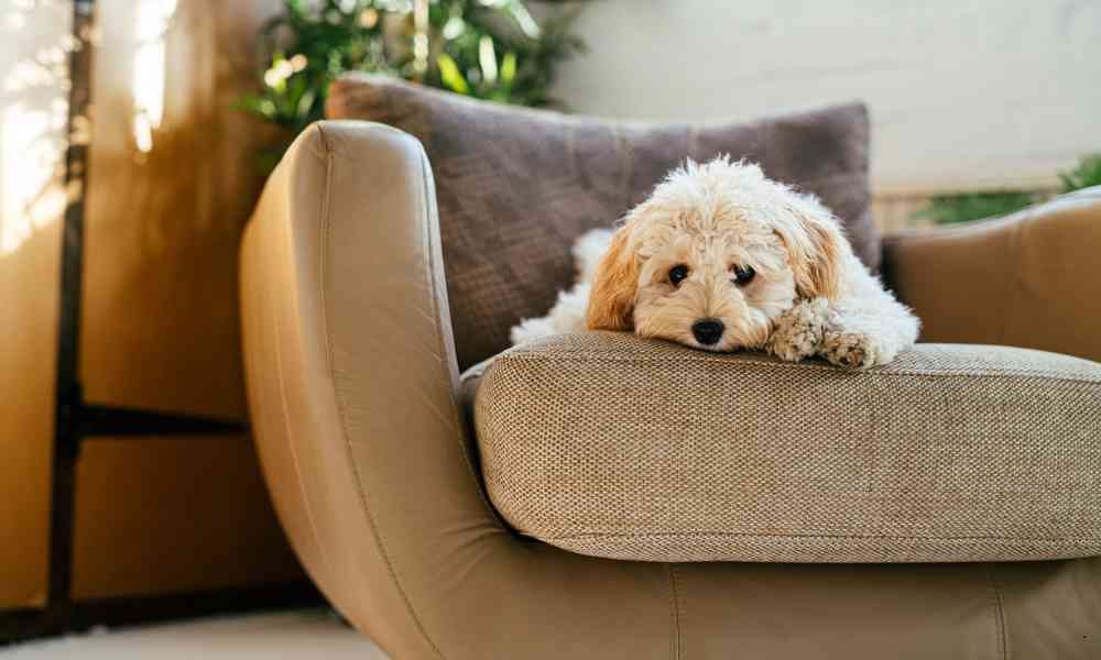 Kenapa Anjing Haram Menurut Islam dan Al-Qur'an?
