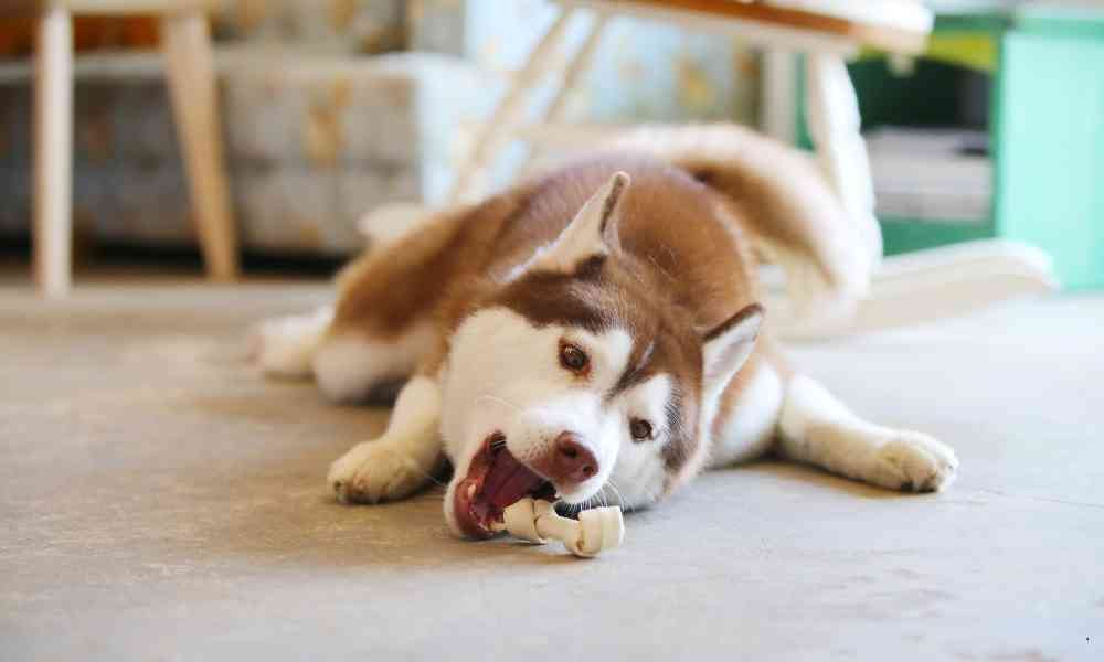 Kenapa Tulang adalah Salah Satu Makanan Favorit Anjing? Ini Dia Faktanya!