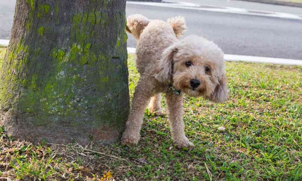 Kendala Umum Anjing Suka Pipis Sembarangan, Ini Solusinya!