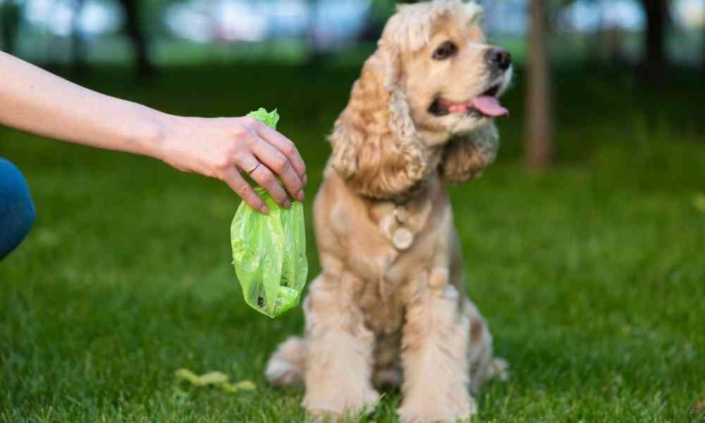 Penyebab Anjing Memakan Kotoran: Fakta, Mitos, dan Cara Mengatasinya