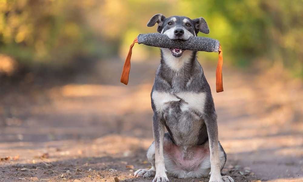 Pilihan Terbaik Dog Trainer Surabaya Jawa Timur untuk Melatih Anak Anjing Kesayangan