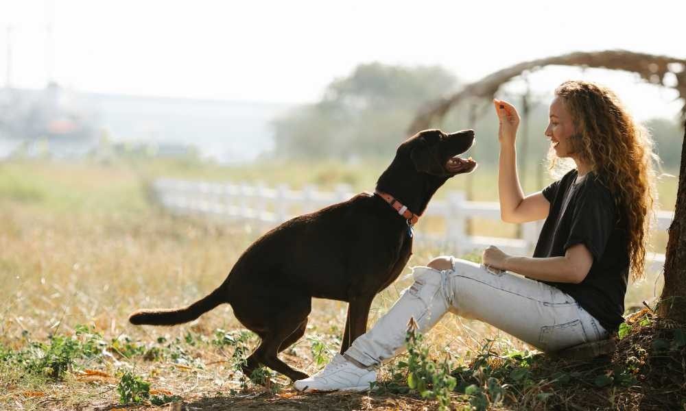 Rekomendasi Dog Trainer Terbaik Terdekat Pondok Indah, Cilandak, Gandaria, Pakubuwono, Senayan, dan Sekitarnya