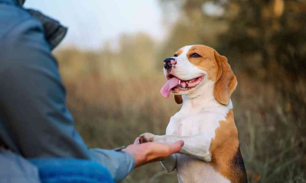 Rekomendasi Jasa Pelatihan Anjing Jakarta Panggilan ke Rumah (Home Service)