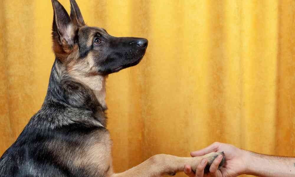 Review Jasa Dog Trainer Jakarta Panggilan ke Rumah: Spesialis Pelatihan Potty Training
