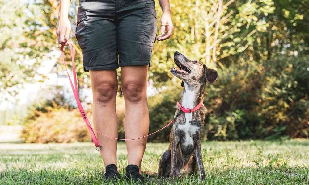 Sekolah Pelatihan Anak Anjing Terdekat Area Tangerang (Gading Serpong dan BSD)