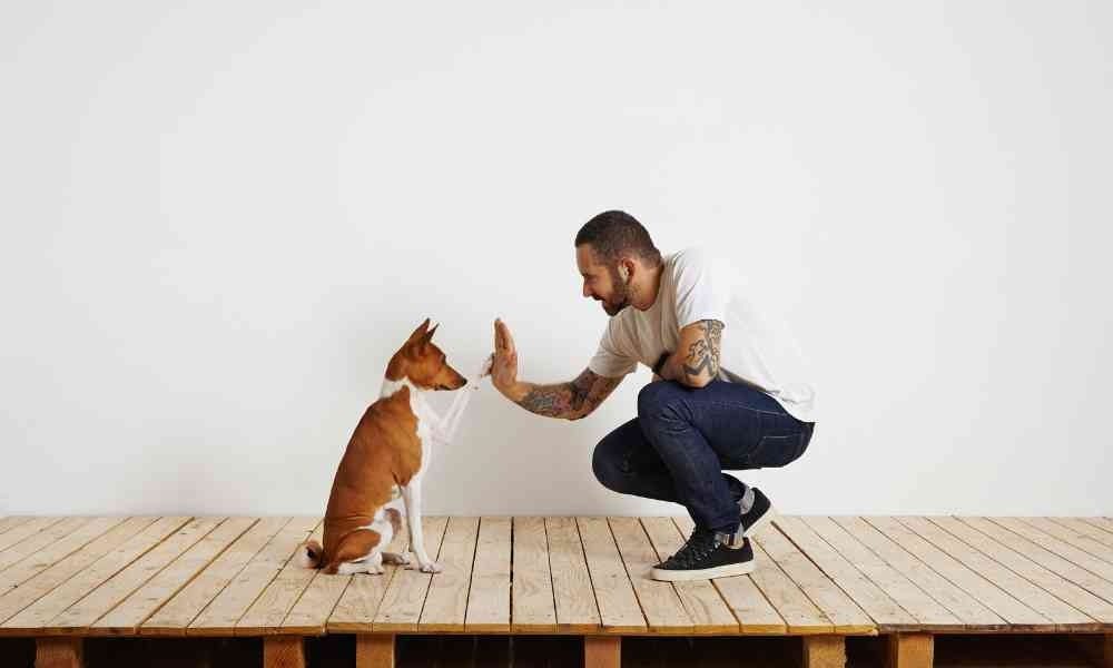 Usia yang Tepat untuk Melatih Anjing: Panduan Lengkap Bagi Pemilik Baru